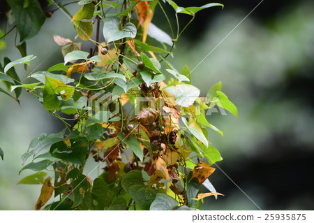 Wild pot and vine 4 25935875