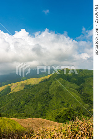 View of the corn field on the mountain in Nan  25936461