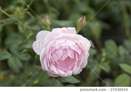 One pink rose flower One pink rose flower 25936650