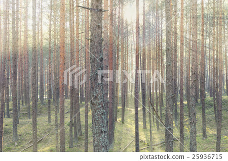 The spring sun shines through the trees The spring sun shines through the trees 25936715