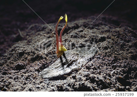 Twin young plants growing from mango seed Twin young plants growing from mango seed 25937199