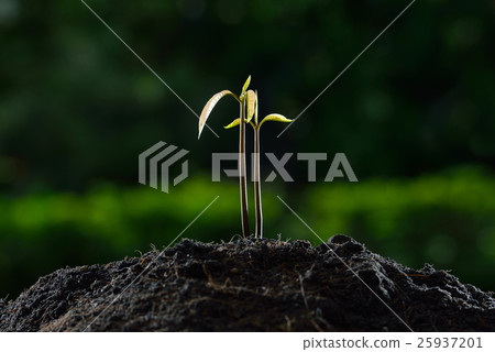 Twin young plants growing from mango seed Twin young plants growing from mango seed 25937201