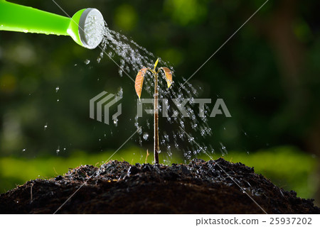 Pouring a young plant from a watering can 25937202