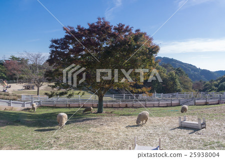 綿羊和廣場在六甲山牧場在神戶市 綿羊和廣場在六甲山牧場在神戶市 25938004