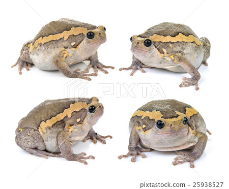 Chubby frog on white background 25938527