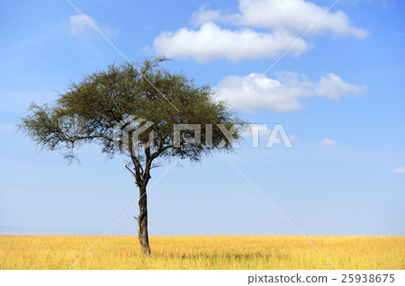 Landscape with tree in Africa 25938675