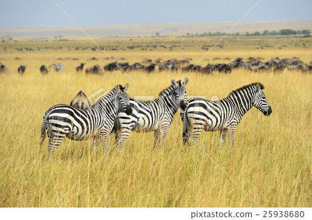 Zebra on grassland in Africa 25938680