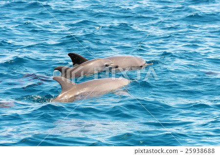 Dolphins jumping over sea waves Dolphins jumping over sea waves 25938688