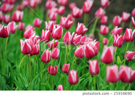 Tulips in spring field Tulips in spring field 25938690