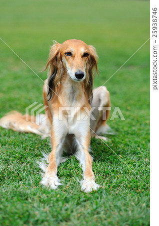 Borzoi dog in grass 25938746