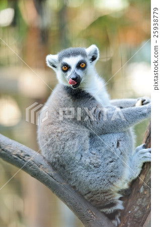 Lemur 25938779