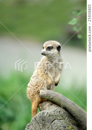 Meerkat 25938805