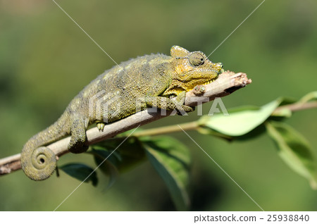 Chameleon 25938840