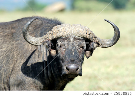 图库照片: buffalo