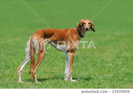 Borzoi dog in grass Borzoi dog in grass 25939008
