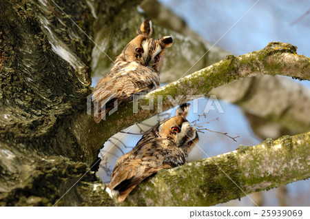 Close-up owl Close-up owl 25939069