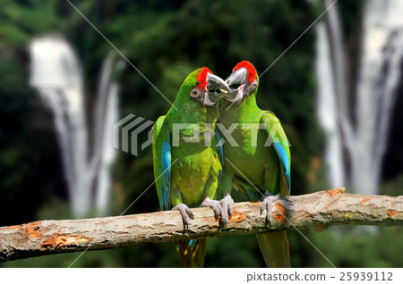 Parrot against tropical waterfall background Parrot against tropical waterfall background 25939112