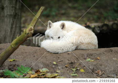 Wild wolf in the woods Wild wolf in the woods 25939168