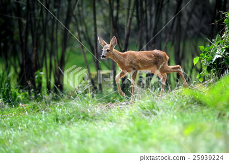Young deer Young deer 25939224
