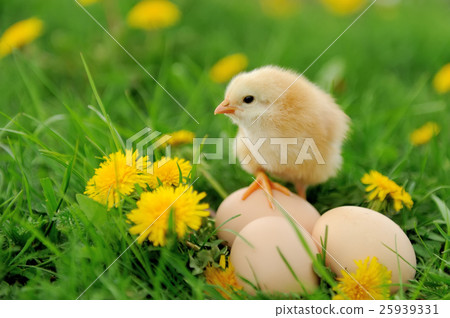 Little chicken Little chicken 25939331
