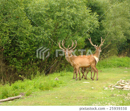 Deer Deer 25939338