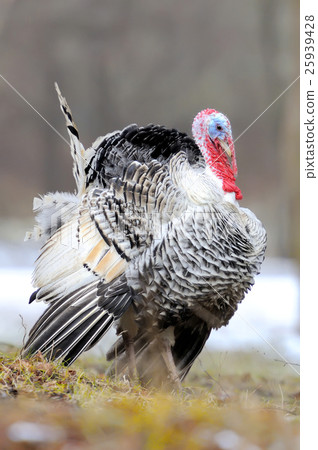 Turkey-cock 25939428
