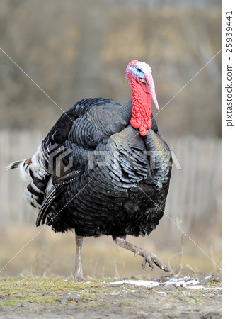Turkey-cock Turkey-cock 25939441