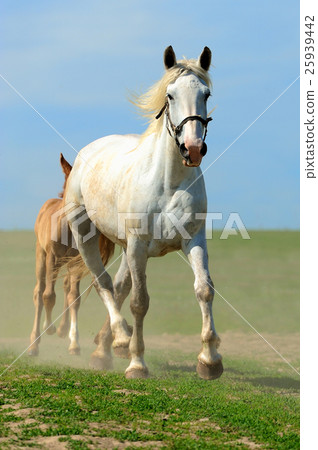 Horse Horse 25939442