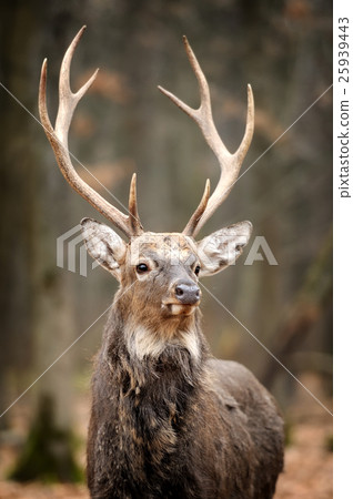 Deer Deer 25939443