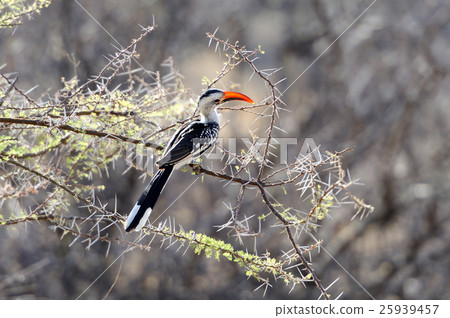 Red-billed Hornbill 25939457