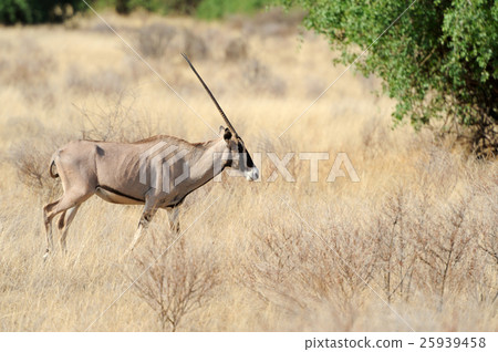 Gemsbok antelope 25939458