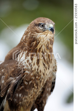 Hawk 25939563