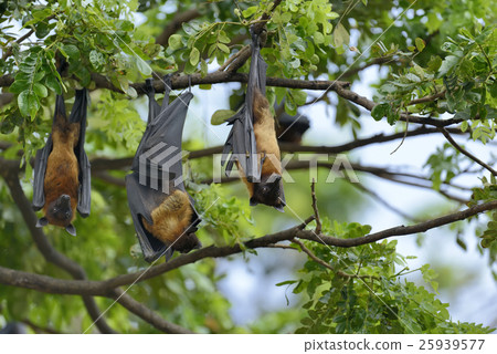 Flying fox Flying fox 25939577