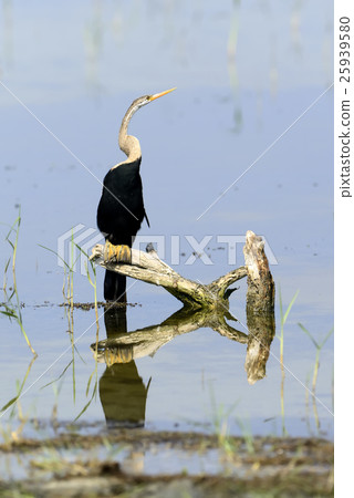 Darter Darter 25939580