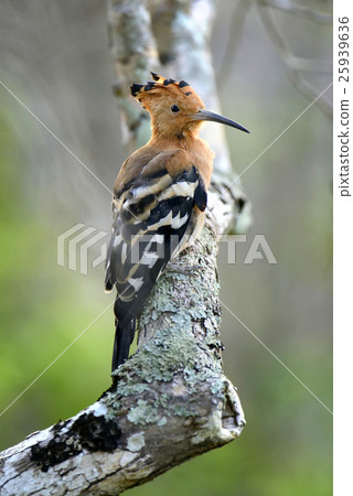 Hoopoe 25939636