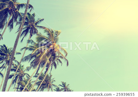 Palm tree 25939655