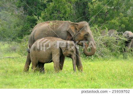 Elephants Elephants 25939702
