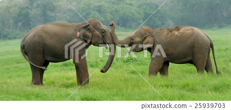 Elephants Elephants 25939703