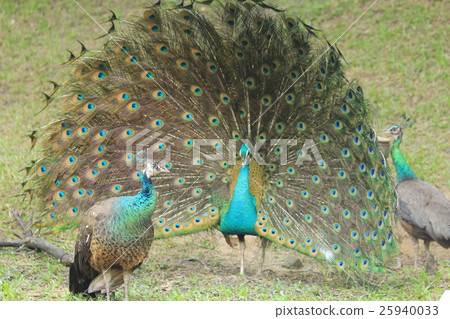 Courtship Indian peacock（馬來西亞） 25940033