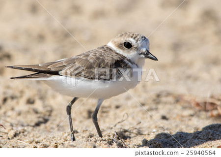The Cute Little Snowy Plover Walking  25940564