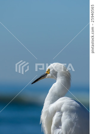 The Snowy Egret Looking at Ocean at Malibu Beach 25940565