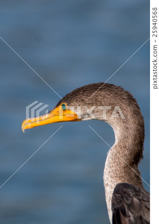The Double-crested Cormorant Perching  25940568