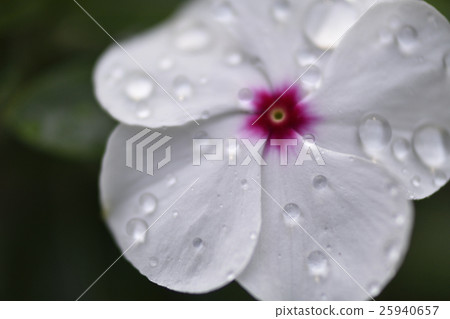 濕和開花的天草 25940657