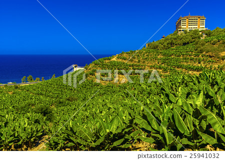 Banana field on mountain in Alanya 25941032