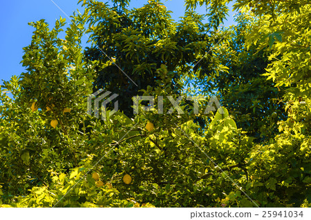 Lemon tree with growing lemons Lemon tree with growing lemons 25941034
