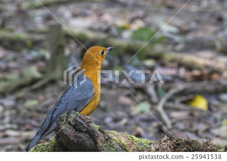 Orange-headed Thrush(Geokichla citrina) Orange-headed Thrush(Geokichla citrina) 25941538
