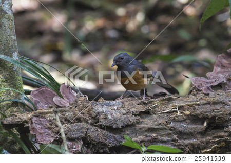 Magpie Robin Bird, Magpie Robin Bird, 25941539