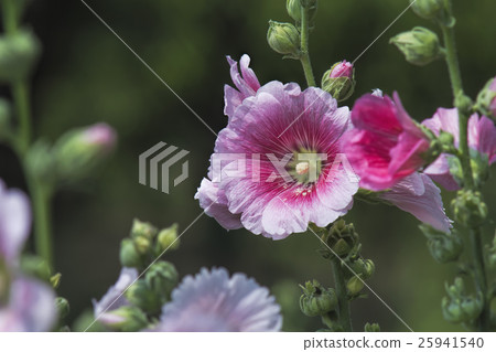 The pink hollyhock(Alcea rosea) are blooming. The pink hollyhock(Alcea rosea) are blooming. 25941540