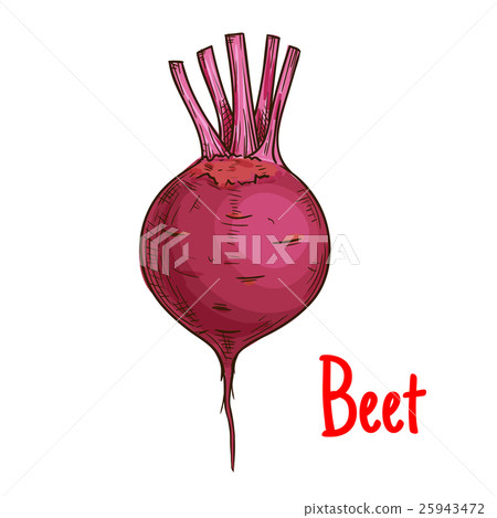 Beet tuber isolated vector sketch icon Beet tuber isolated vector sketch icon 25943472