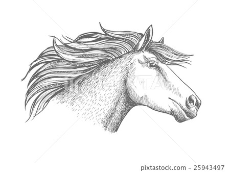 Horse head sketch sport emblem Horse head sketch sport emblem 25943497